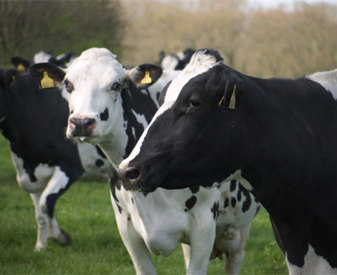 Vaches laitières au pré