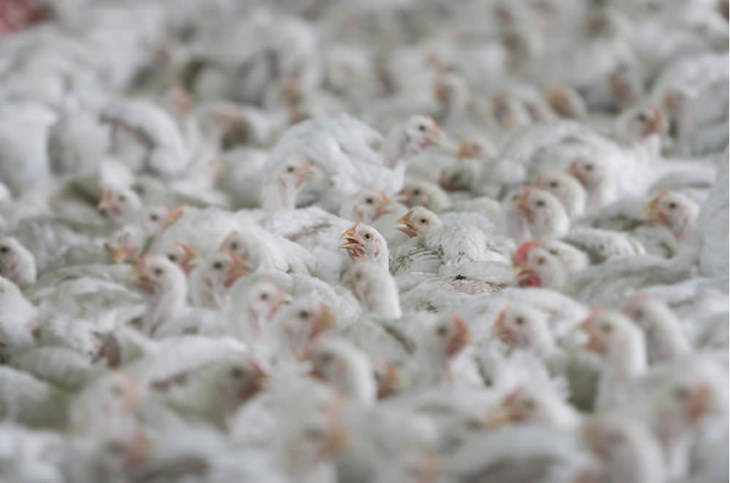 Tightly packed broiler chickens