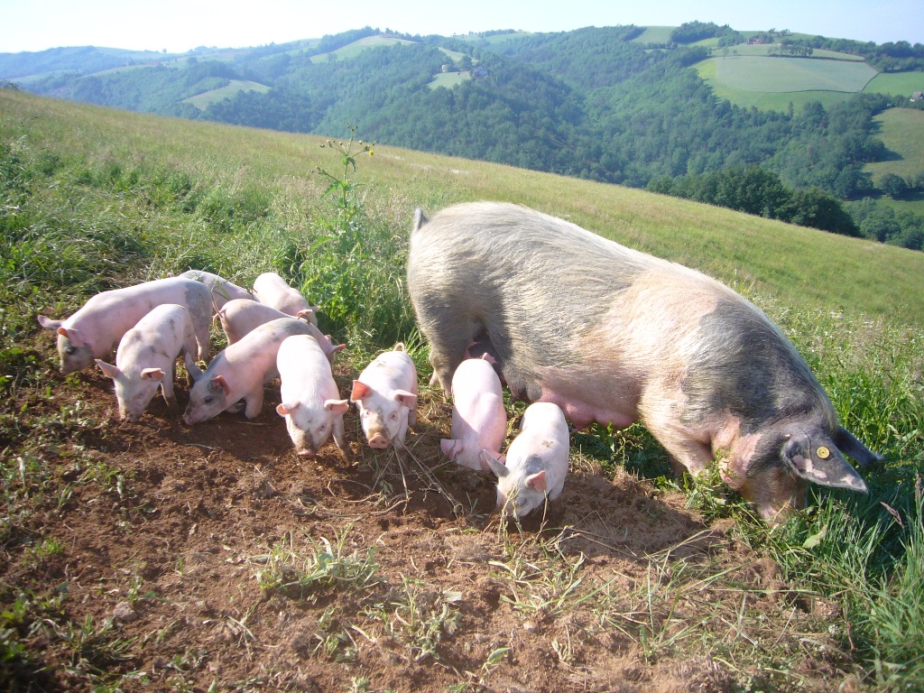Véronique, Nicolas et leurs cochons en plein air CIWF France
