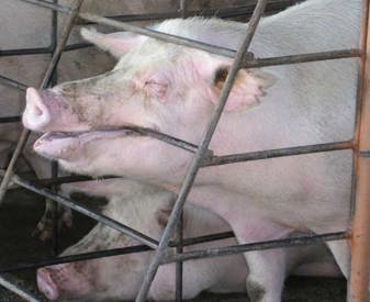 Truie gestante en case de gestation, mord les barreaux