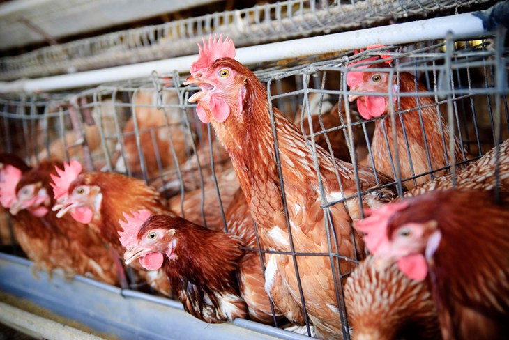 Poules pondeuses en cage