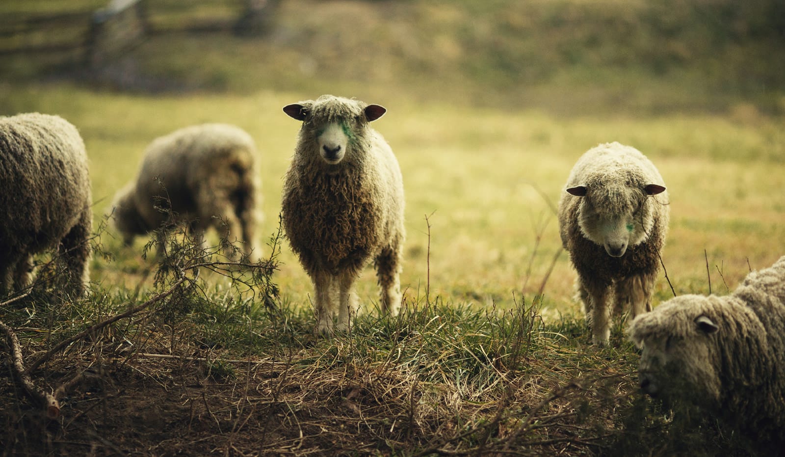 Moutons de moyenne gamme sous abri dans un champ