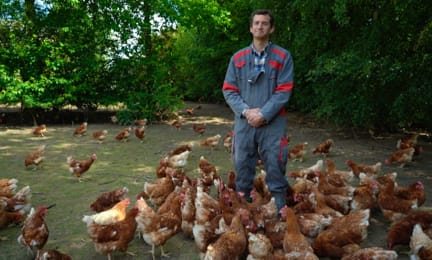 Elevage poules bio plein air de Davie Léger