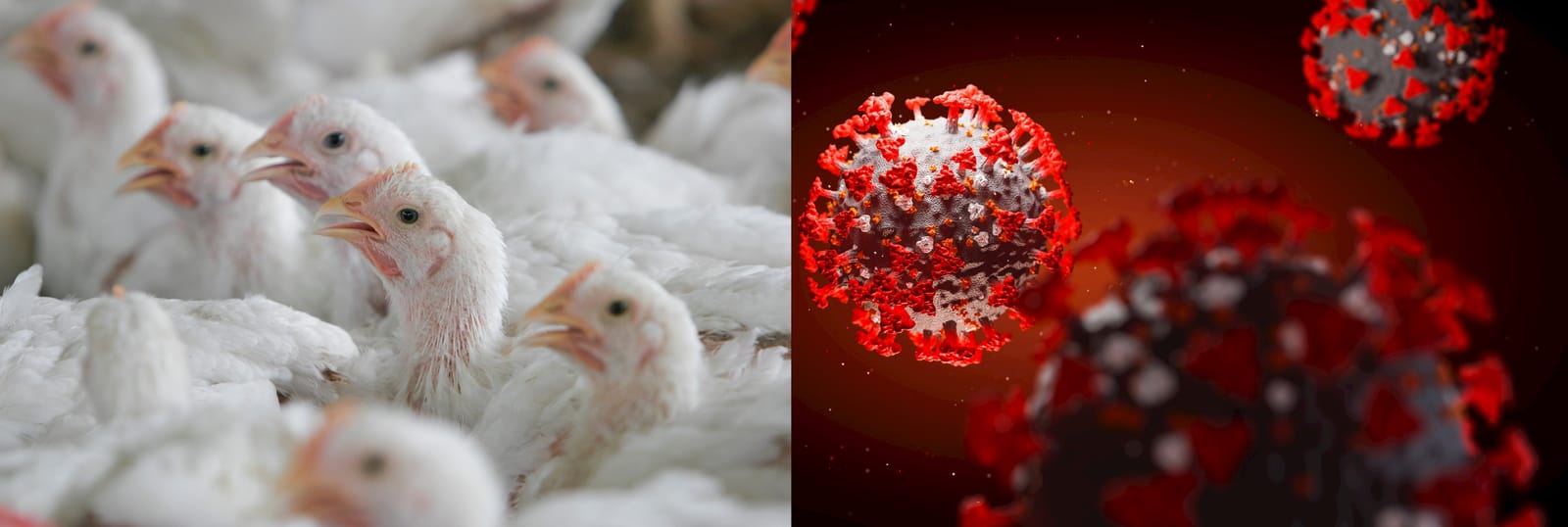 Poulets entassés mis en parallèle d'un visuel du virus covid-19 sur un fond rouge