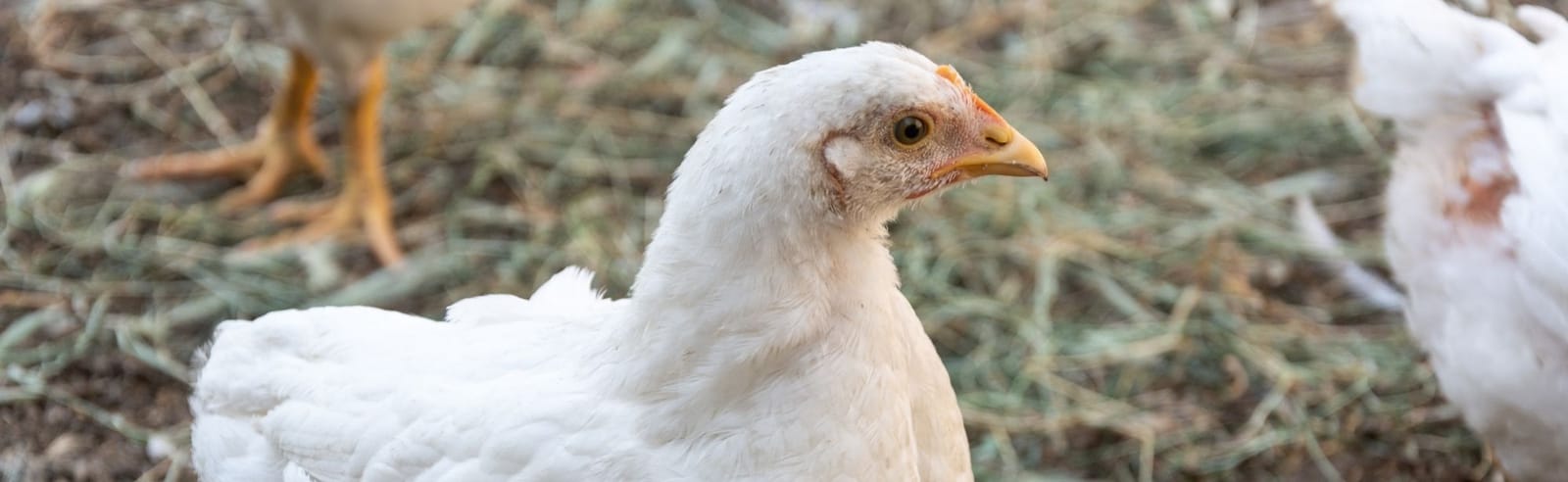Poulet blanc