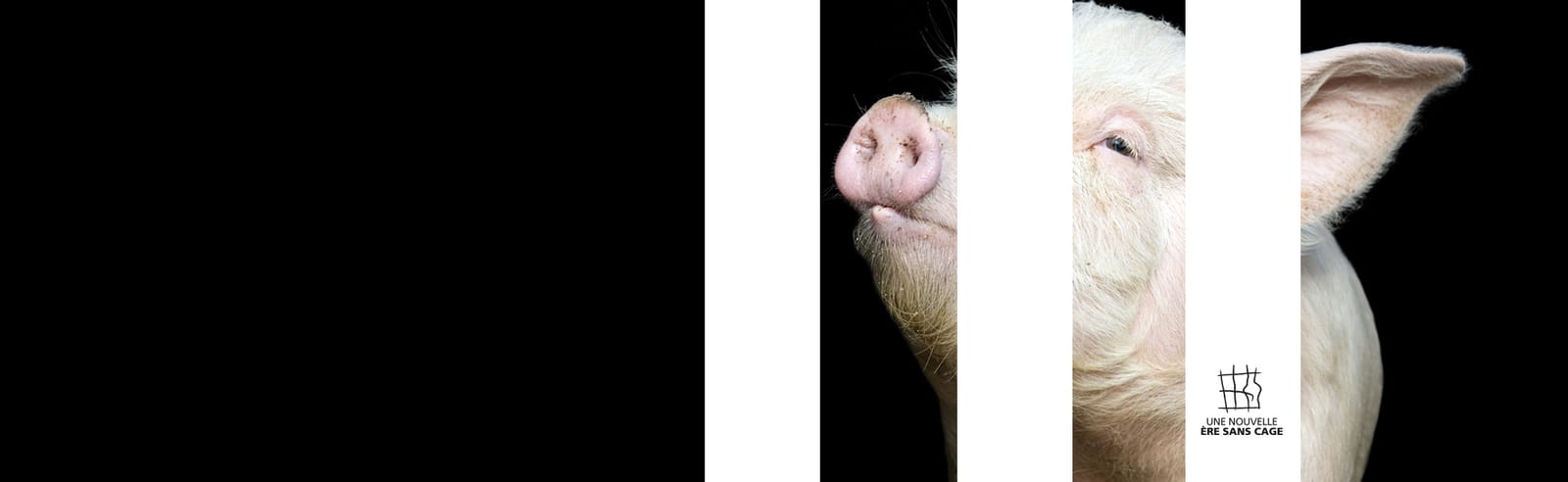 cochon en cage