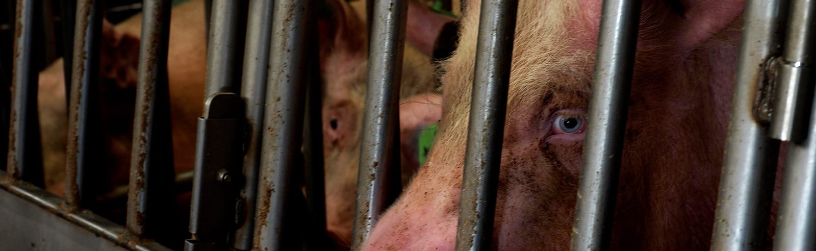 Porcs en cage