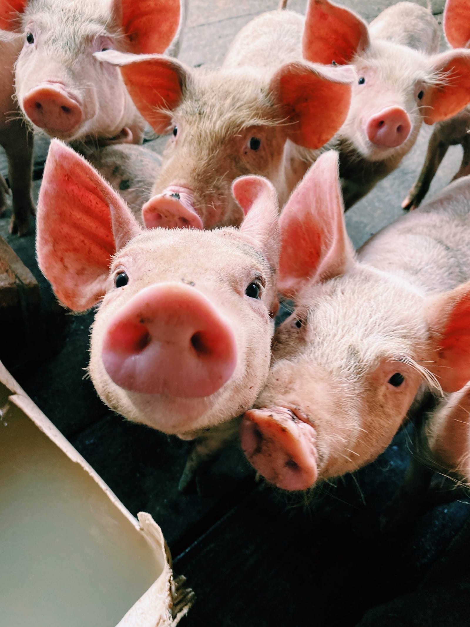 petit cochon noir et rose nous regarde