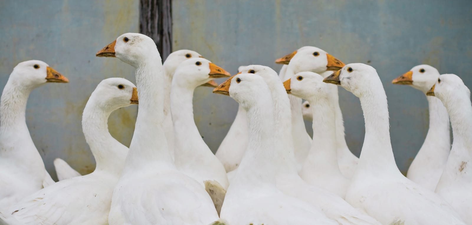 Canard dans un élevage intensif