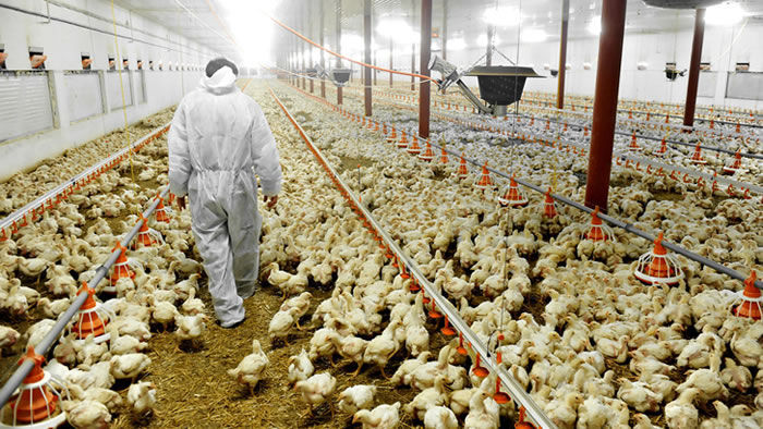 Elevage intensif de poulets