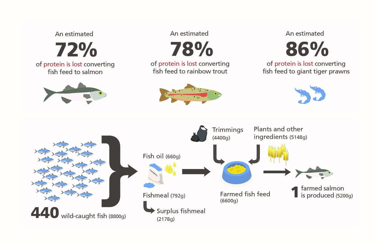 Infographie montrant les poissons sauvages/pêchés nécessaires pour produire un saumon