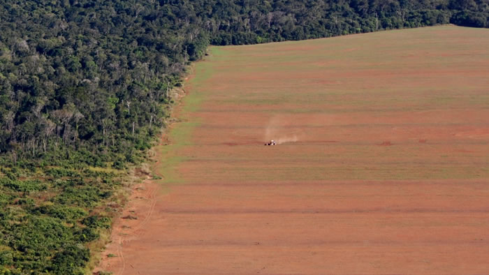 Terre agricole entourée par la forêt