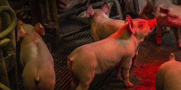 Porcelets entassés dans un élevage industriel, éclairés d’une lumière rouge