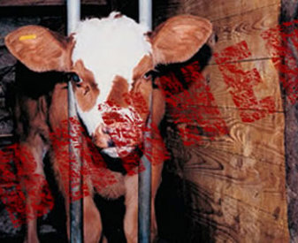 Veau en case individuelle