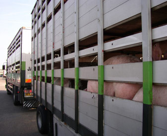 Transport par camion