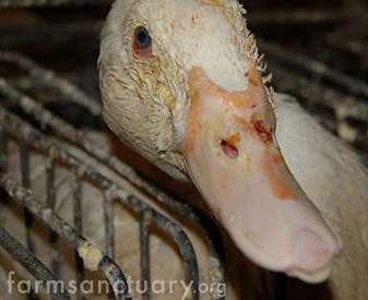 Foie gras - eaction