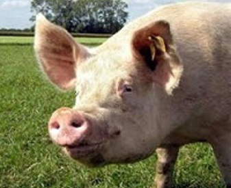 cochon - plein air- portrait