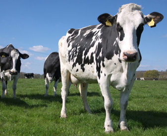 Vaches laitières au pâturage