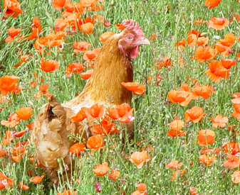 Poulet label rouge