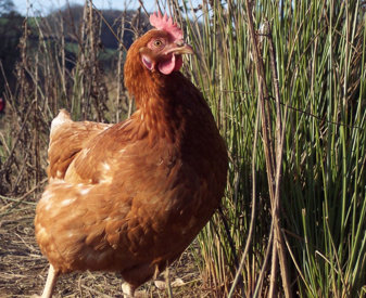 Poule pondeuse plein air