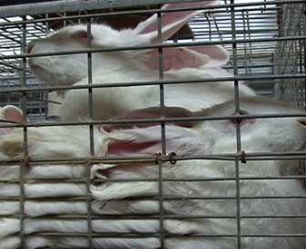 lapins en cage entassés