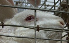 Lapin en cage close-up
