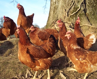 Groupe de poules pondeuse plein air