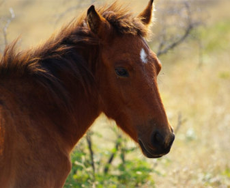 cheval