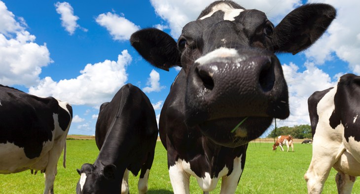 Dairy cows outside in a field