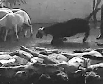 Bovins - Abattoir de la Quarantaine