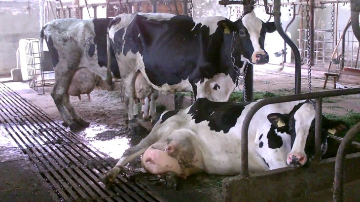 Shackled by the legs, tethered by the neck and heavily pregnant cow