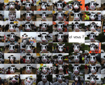 vache-en-colere-mosaique