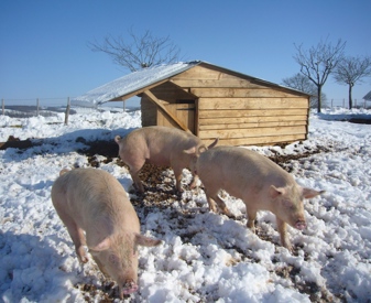Cochons dans la neige