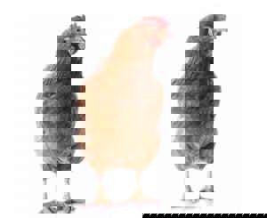 Vie poule pondeuse