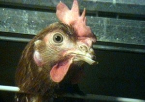 Poule débécquée