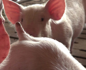 Infractions Directive Porcs Europe 2013