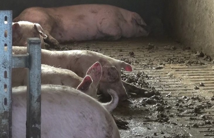 Des porcs dans leurs propres excréments