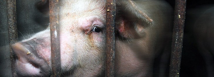 Pig Looking Out From Behind Bars