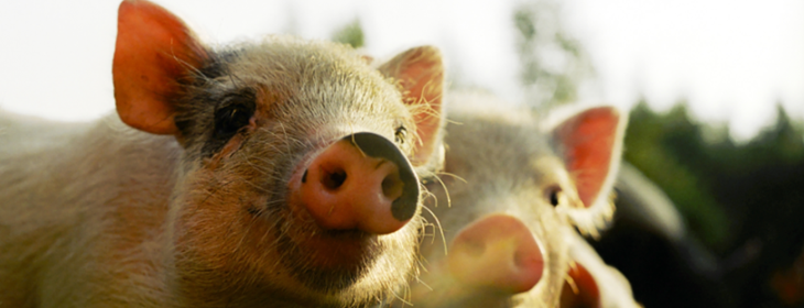 Pig Image