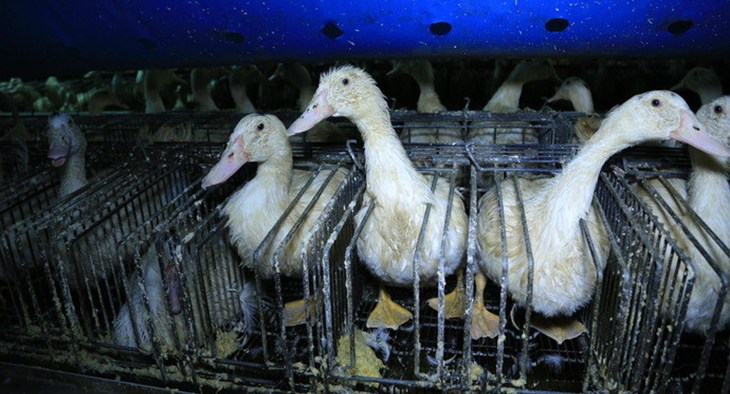 Foie gras photograph copyright L214 2013