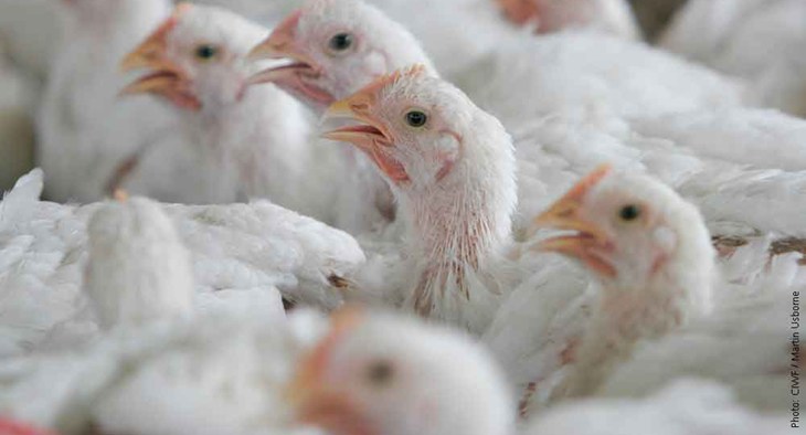 Elevage de poulets industriels