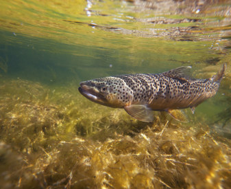 Truite nageant dans une rivière