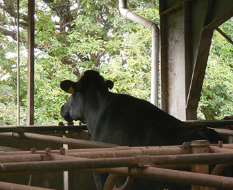 Vaches laitières confinées à l'intérieur