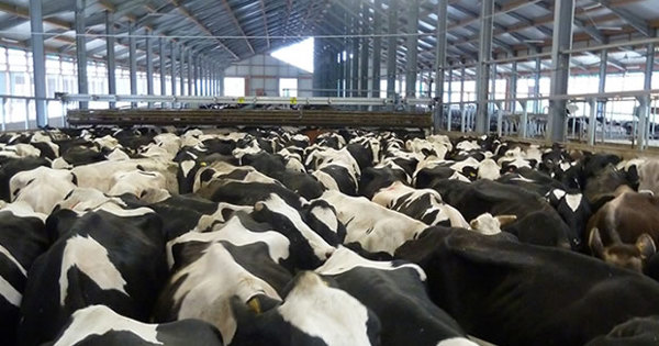 mega-elevage-laitier.jpg?mode=min&width=600&height=315&rnd=129992869150000000