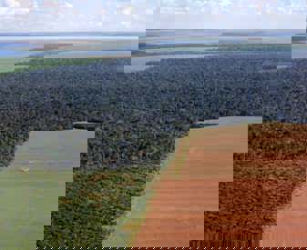 Déforestation