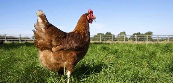 3 Hen On Grass Free Range 1306
