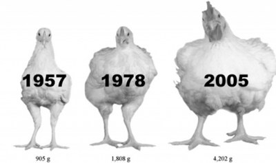 Les poulets sont 4 fois plus gros