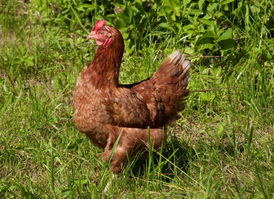Elevage Plein Air Des Poules Pondeuse Ciwf France