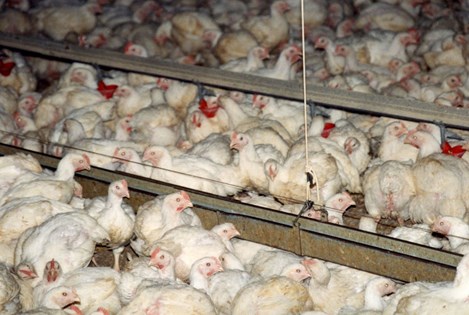 Poulailler industriel poulet de chair Poulailler industriel poulet de chair