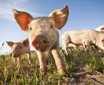 Cochon plein air en gros plan